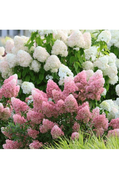 Компактный куст Меджикал Кэндл на фоне белой гортензии